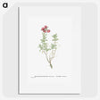 1-99_Histoire-des-Plantes-Grasses_picture