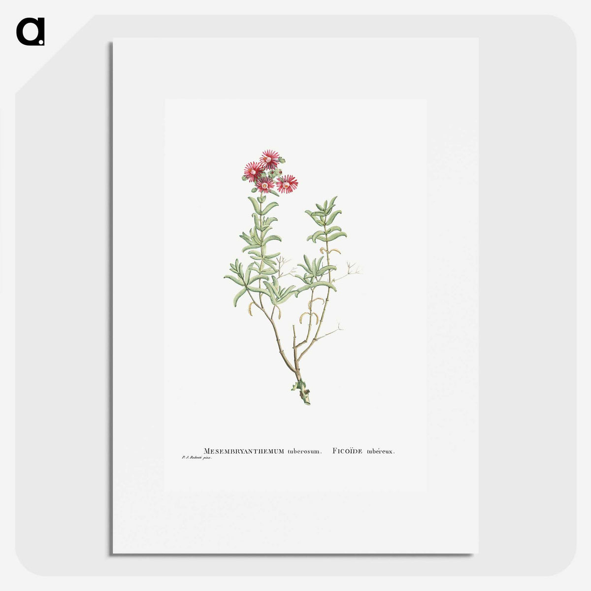 1-99_Histoire-des-Plantes-Grasses_picture