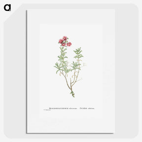 1-99_Histoire-des-Plantes-Grasses_picture