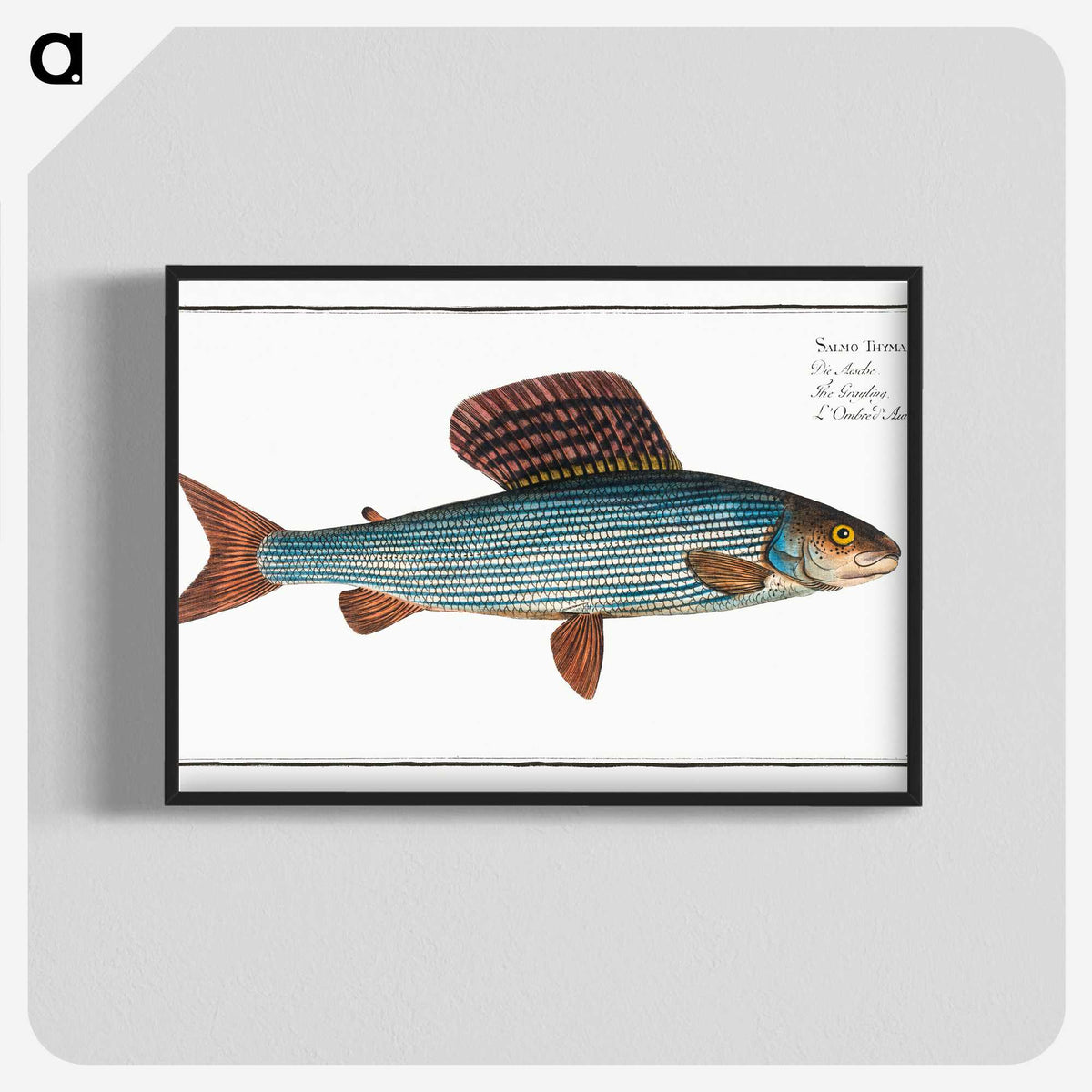 1-99_Ichtyologie-ou-Histoire-naturelle_blk-crop
