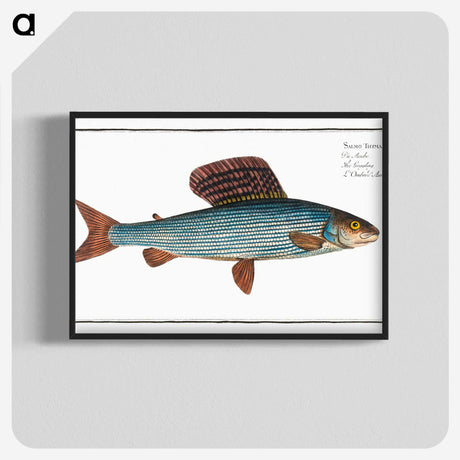 1-99_Ichtyologie-ou-Histoire-naturelle_blk-crop