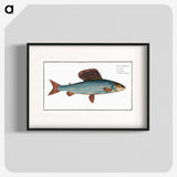 1-99_Ichtyologie-ou-Histoire-naturelle_blk