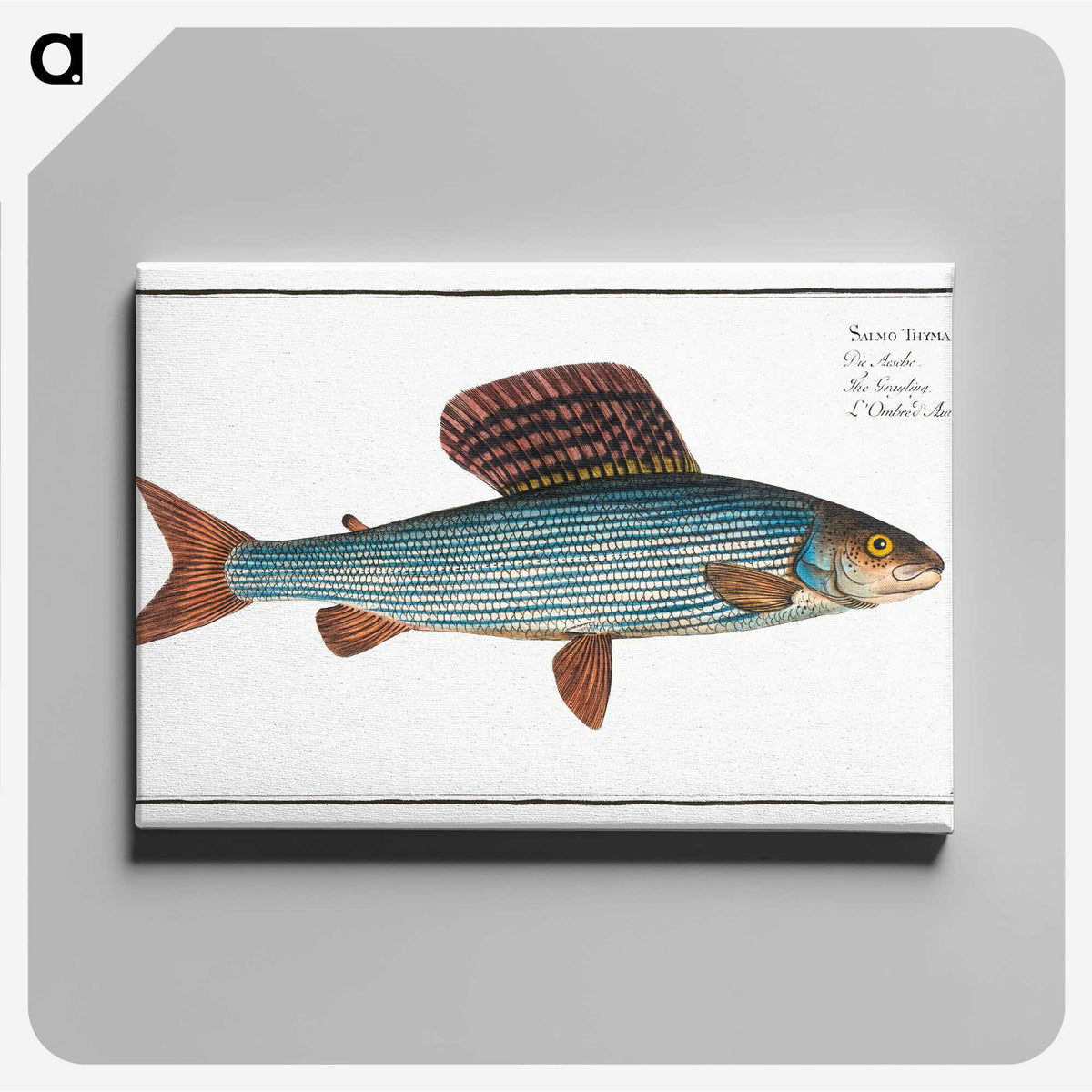1-99_Ichtyologie-ou-Histoire-naturelle_canvas