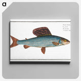 1-99_Ichtyologie-ou-Histoire-naturelle_canvas