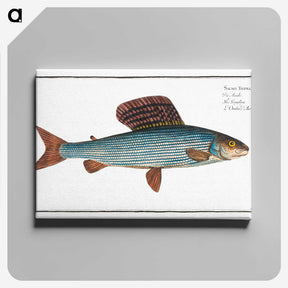 1-99_Ichtyologie-ou-Histoire-naturelle_canvas