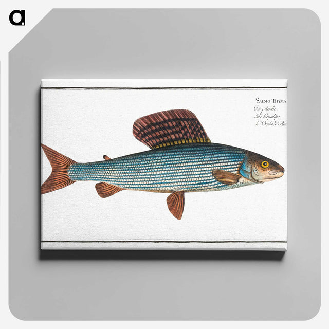 1-99_Ichtyologie-ou-Histoire-naturelle_canvas