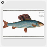1-99_Ichtyologie-ou-Histoire-naturelle_picture-crop