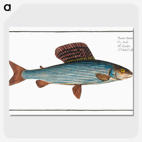 1-99_Ichtyologie-ou-Histoire-naturelle_picture-crop