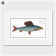 1-99_Ichtyologie-ou-Histoire-naturelle_picture