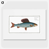 1-99_Ichtyologie-ou-Histoire-naturelle_picture