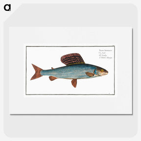 1-99_Ichtyologie-ou-Histoire-naturelle_picture