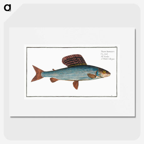 1-99_Ichtyologie-ou-Histoire-naturelle_picture