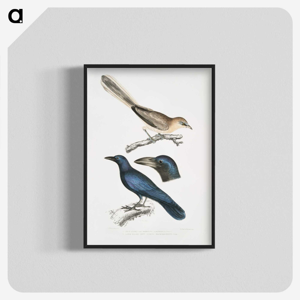 1-99_Indian-Zoology_blk-crop