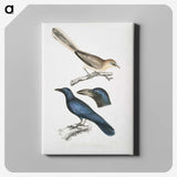1-99_Indian-Zoology_canvas