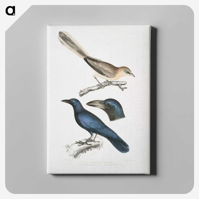 1-99_Indian-Zoology_canvas