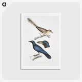 1-99_Indian-Zoology_hagaki