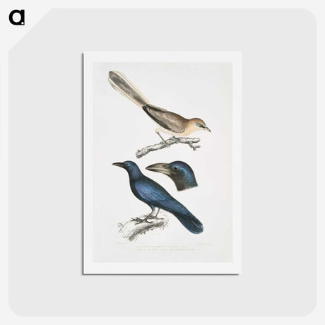 1-99_Indian-Zoology_hagaki