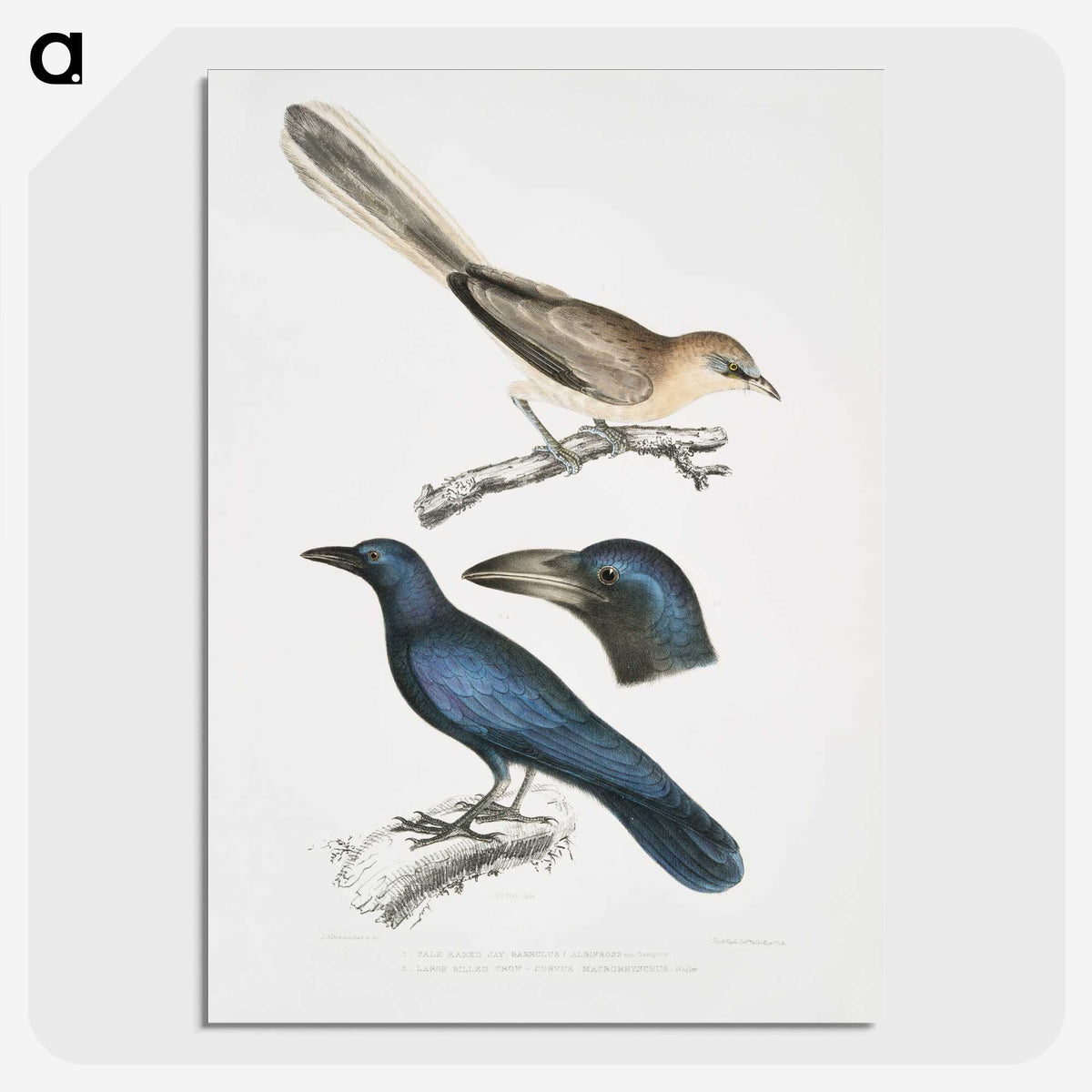 1-99_Indian-Zoology_picture-crop