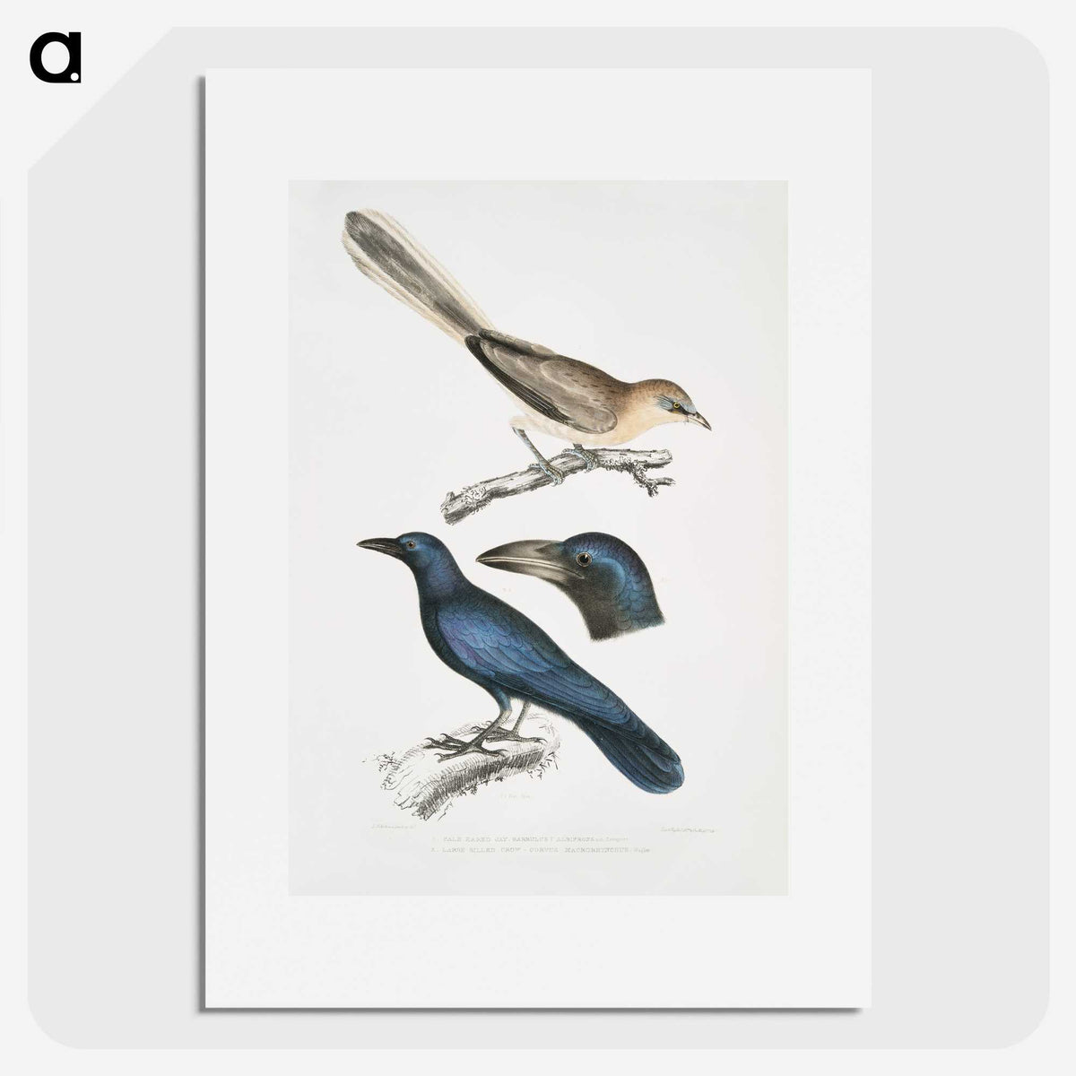 1-99_Indian-Zoology_picture