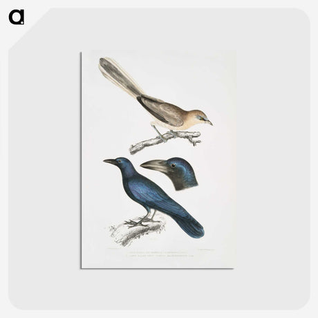 1-99_Indian-Zoology_postcard