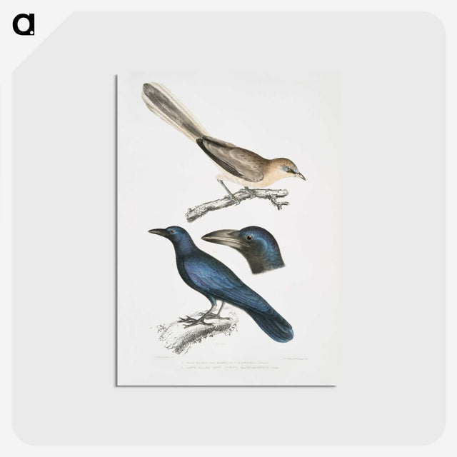 1-99_Indian-Zoology_postcard