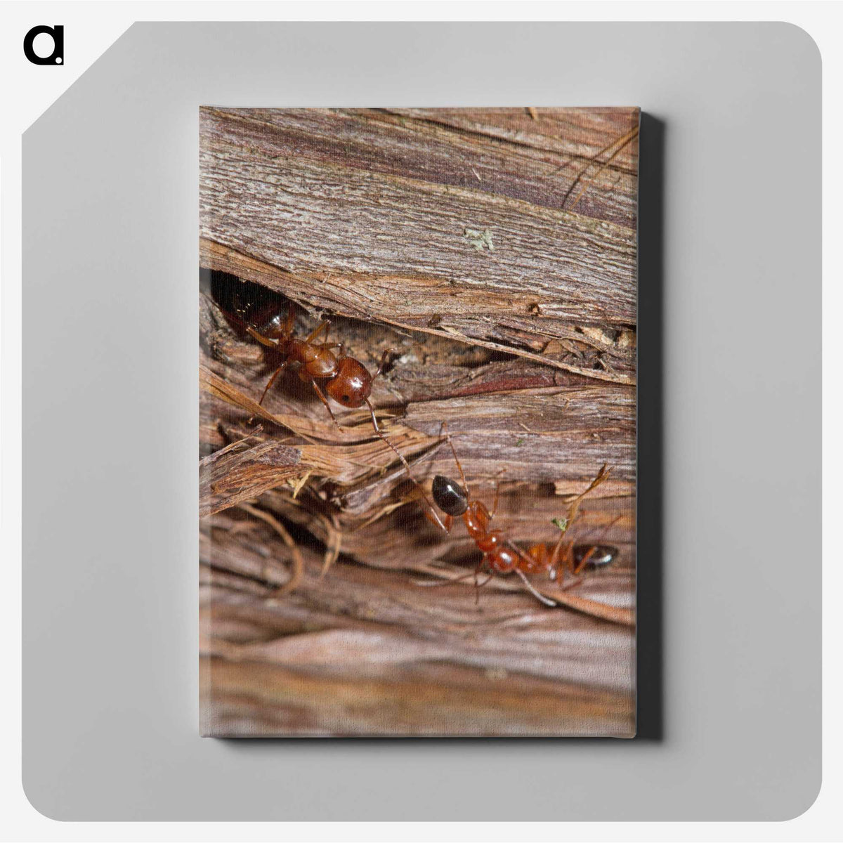 1-99_Insects-Unlocked-Project_canvas