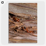 1-99_Insects-Unlocked-Project_picture-crop