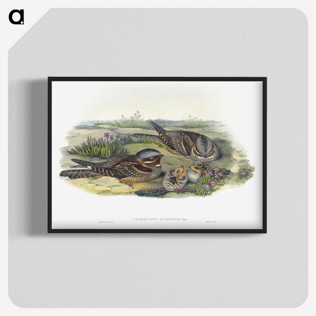 1-99_John-Gould_blk-crop