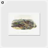 アートポストカード-Nightjar
 - ジョン グールド Postcard.