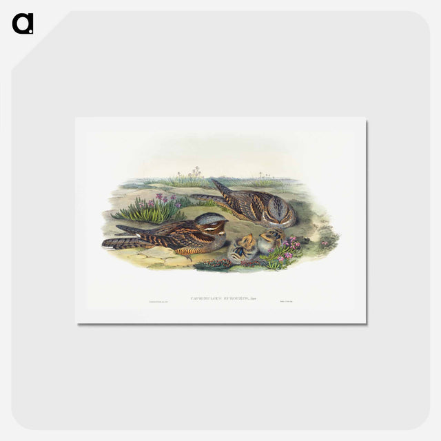 アートポストカード-Nightjar
 - ジョン グールド Postcard.