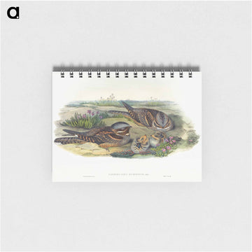 Nightjar
 - ジョン グールド Memo.