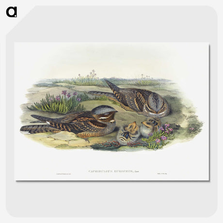 1-99_John-Gould_picture-crop