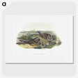 1-99_John-Gould_picture