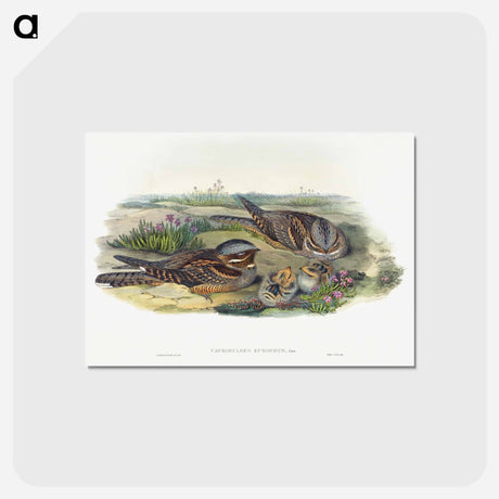 アートポストカード-Nightjar
 - ジョン グールド Postcard.