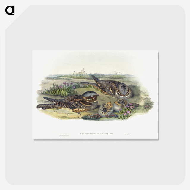 1-99_John-Gould_postcard