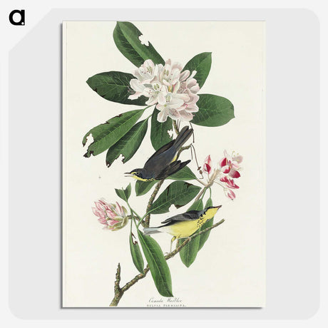 1-99_John-James-Audubon_picture-crop