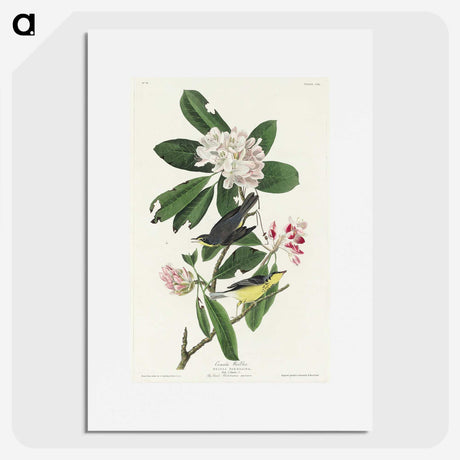 1-99_John-James-Audubon_picture