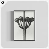 1-99_Karl-Blossfeldt_blk-crop