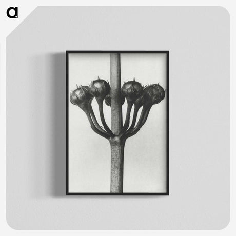 1-99_Karl-Blossfeldt_blk-crop