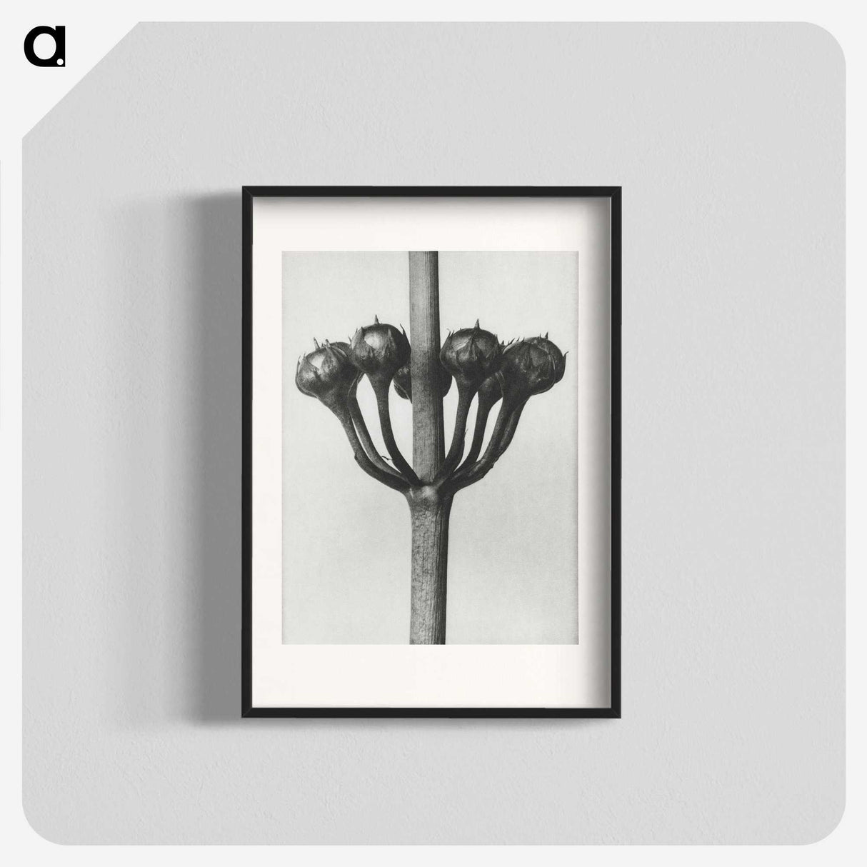 1-99_Karl-Blossfeldt_blk