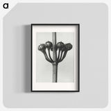1-99_Karl-Blossfeldt_blk