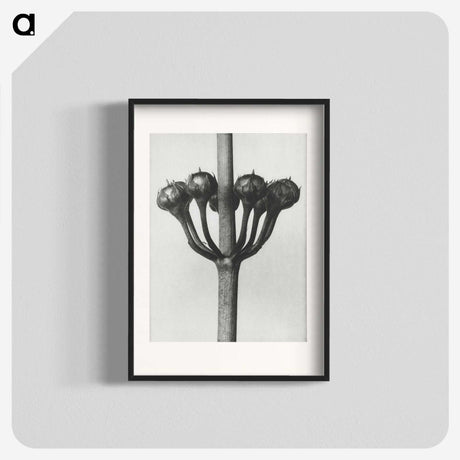 1-99_Karl-Blossfeldt_blk