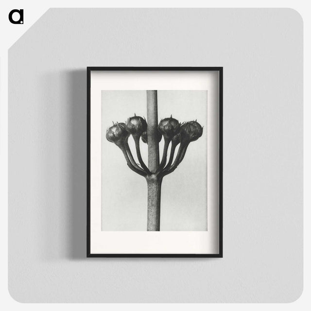 1-99_Karl-Blossfeldt_blk