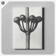 1-99_Karl-Blossfeldt_canvas
