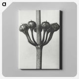 1-99_Karl-Blossfeldt_canvas
