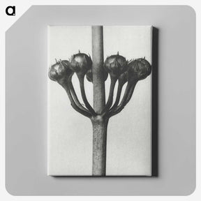 1-99_Karl-Blossfeldt_canvas