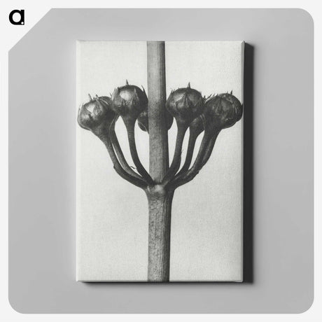 1-99_Karl-Blossfeldt_canvas