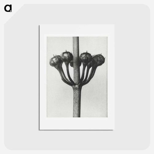 Primula Japonica - カール ブロスフェルト Postcard.