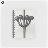 1-99_Karl-Blossfeldt_memo