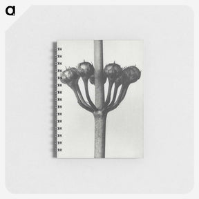 1-99_Karl-Blossfeldt_memo